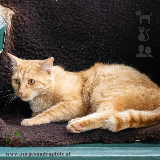 Lammfell für Katzen - Besonders weich und kuschelig