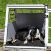 Lammfell für Hunde - für ein gesundes, kuscheliges Liegegefühl