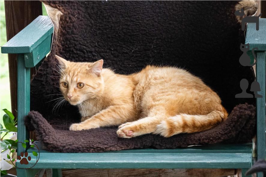 Lammfell für Katzen - Besonders weich und kuschelig